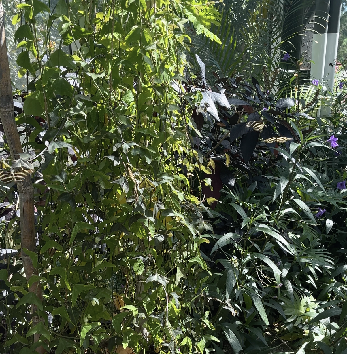 A large enclosed space filled with butterflies as people look on in awe. Taken at the Calgary Zoo in July 2024. The picture is screenshotted from the video the audio is from.